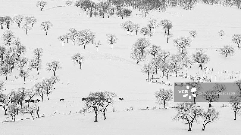 牧牛图（内蒙古乌兰布统乡蛤蟆坝村）图片素材