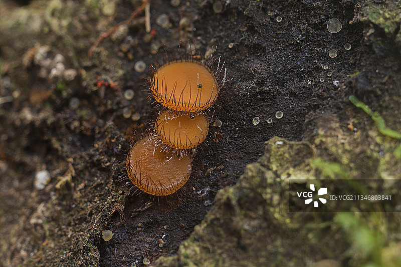 百山祖国家公园的菌图片素材
