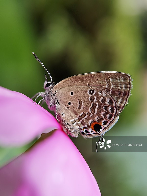 醉心花上图片素材