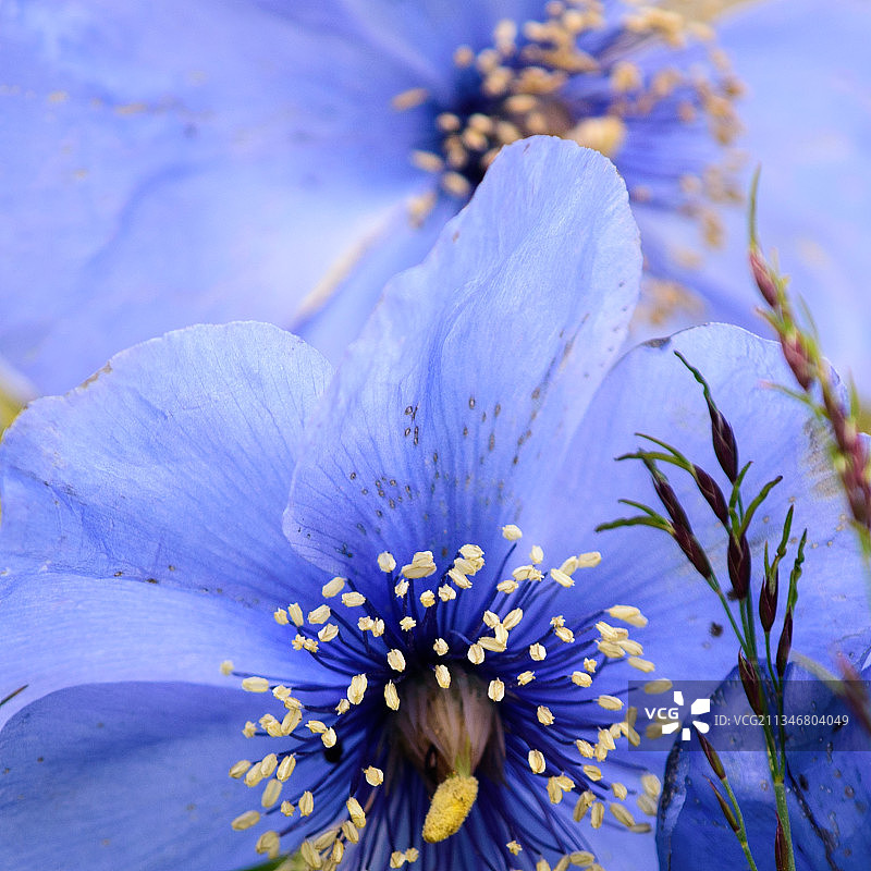 绿绒蒿图片素材