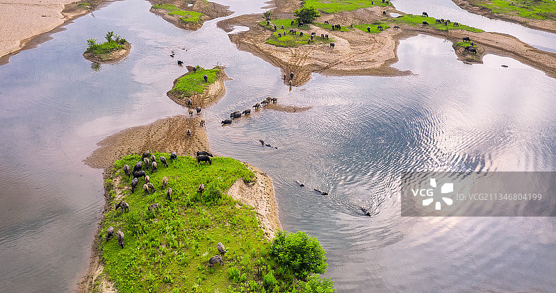 湿地里的水牛群图片素材