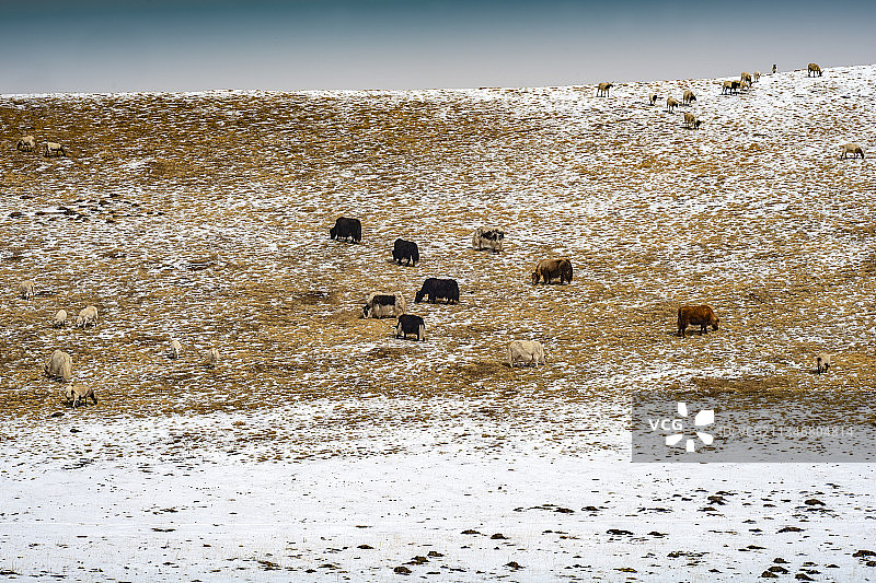 雪后牧场图片素材