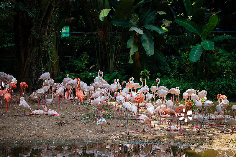 长隆野生动物鹦鹉大象图片素材