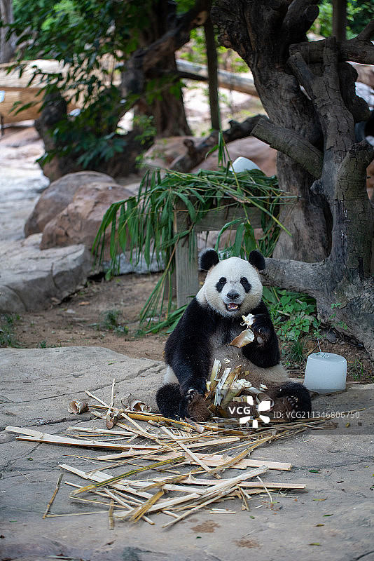 长隆野生动物鹦鹉大象图片素材