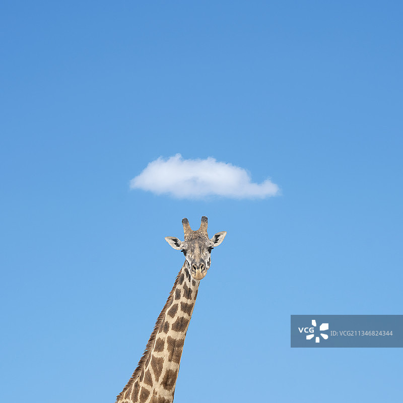 长劲鹿的帽子图片素材