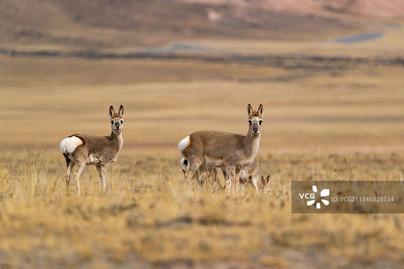可可西里野生动物藏原羚图片素材