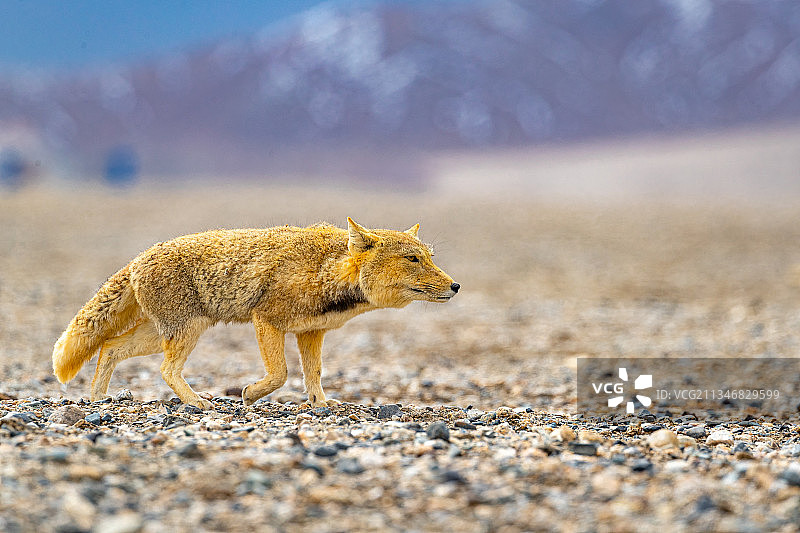 可可西里野生动物藏野狐图片素材