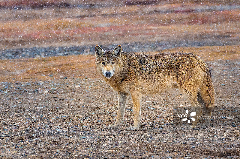 可可西里野生动物草原狼图片素材