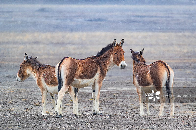 可可西里野生动物藏野驴图片素材