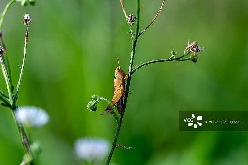花枝上的蝈蝈图片素材