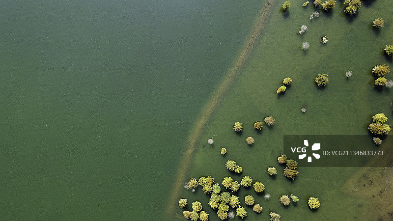 初秋的湖泊水杉林图片素材