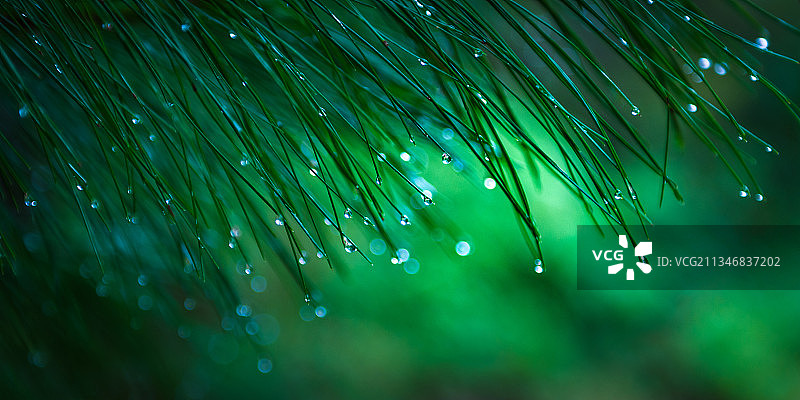 雨打青松针落泪图片素材