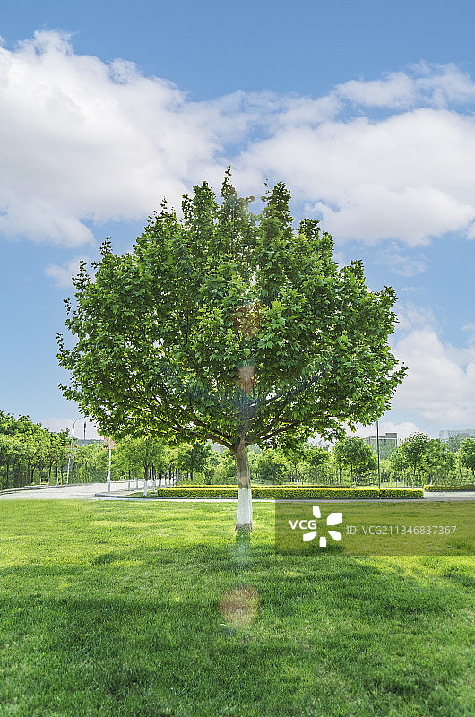 蓝天白云下草地上的一棵树图片素材