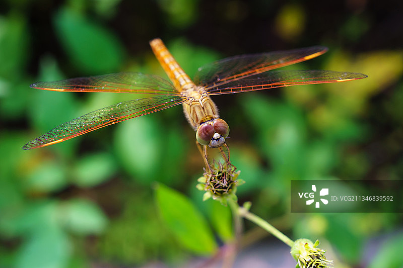 憩息的黄蜻蜓图片素材