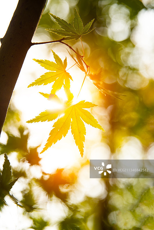 秋季红色的枫叶图片素材