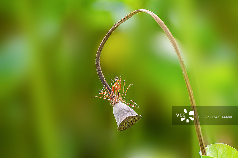 莲蓬干枯图片素材