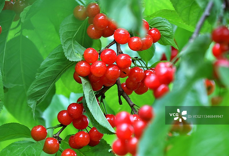 成都樱桃园图片素材