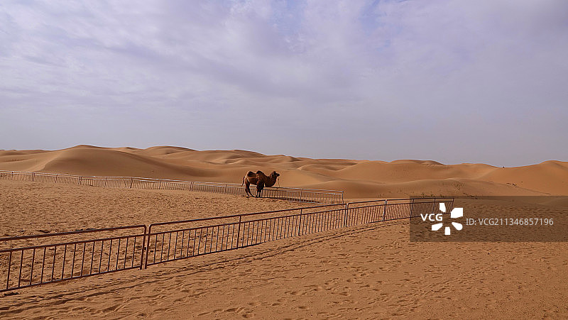 想出圈儿的骆驼图片素材