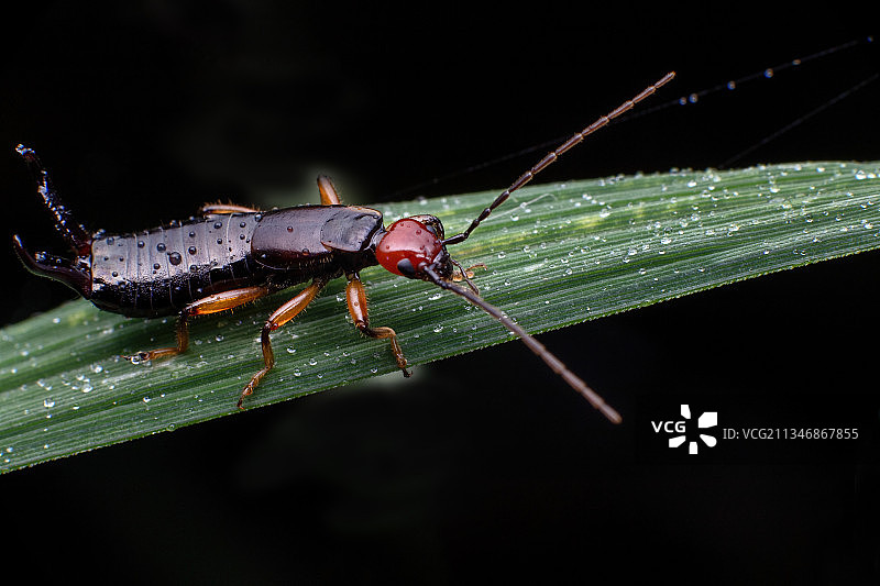 重庆:四面山自然保护核心区 奇异精灵的乐园图片素材