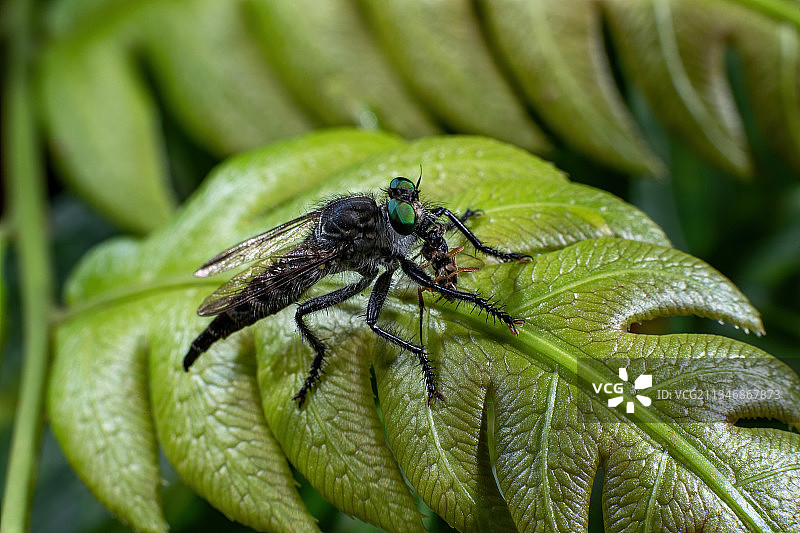 重庆:四面山自然保护核心区 奇异精灵的乐园图片素材
