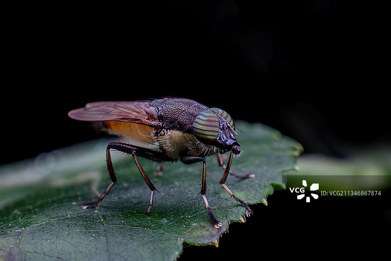 重庆:四面山自然保护核心区 奇异精灵的乐园图片素材