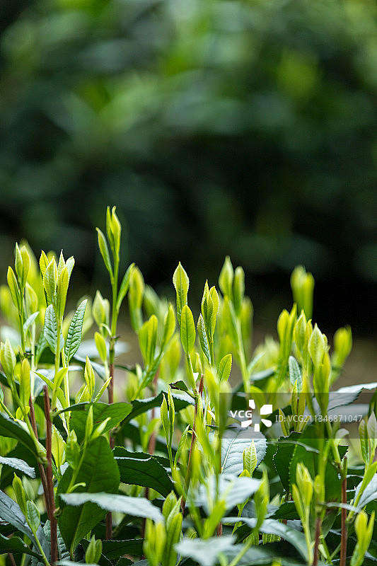 新鲜茶叶图片素材