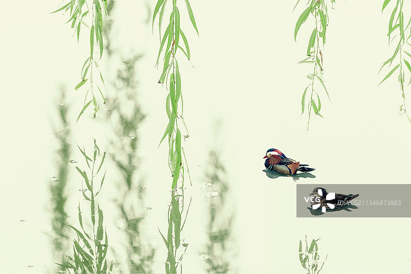 鸳鸯戏柳图片素材