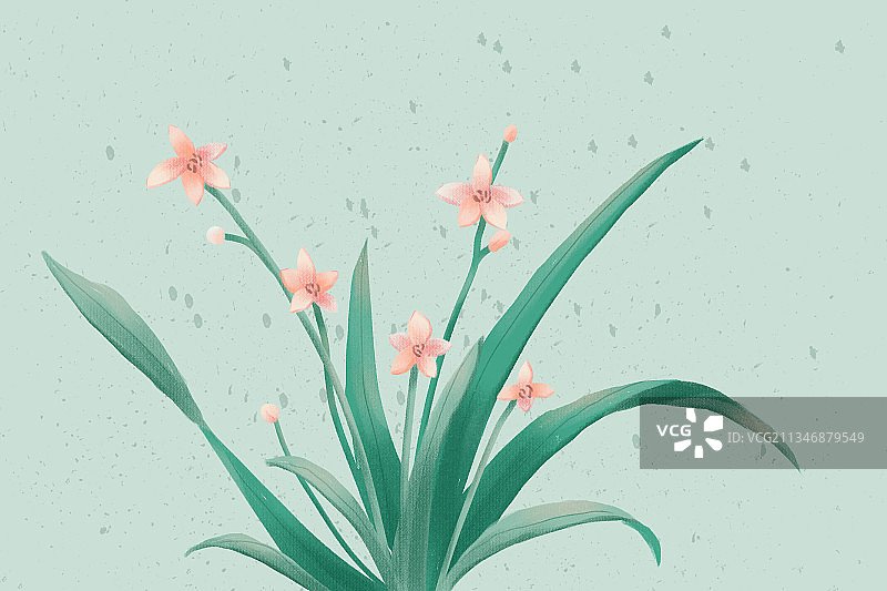 插画兰花图片素材