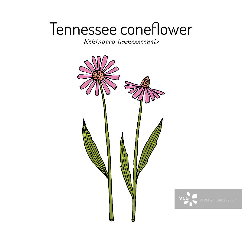 田纳西州紫锥菊图片素材