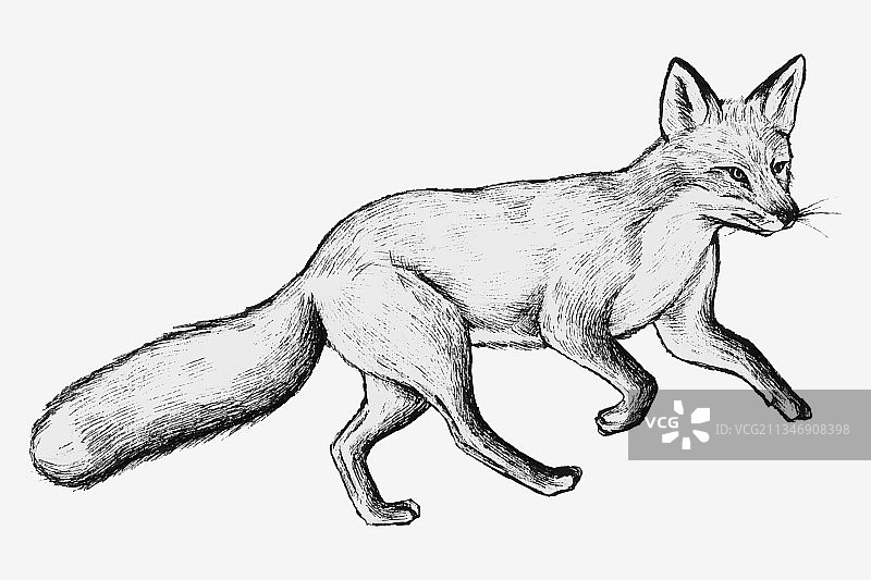 手绘可爱狐狸图片素材