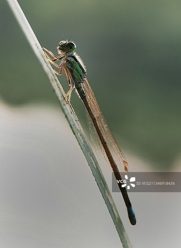 沐浴阳光图片素材