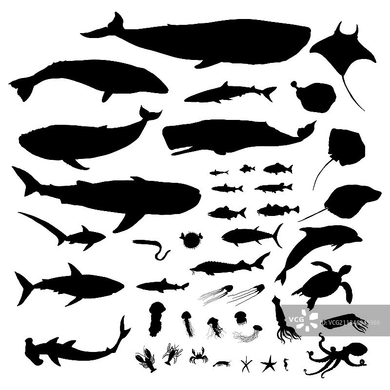 海洋动物合集图片素材