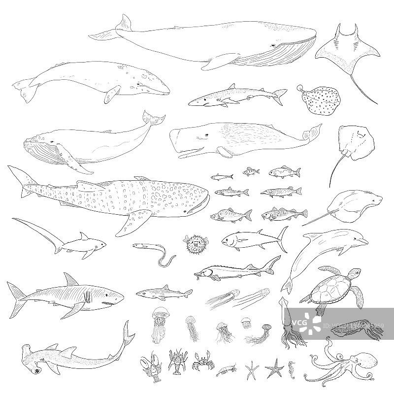 海洋动物合集图片素材