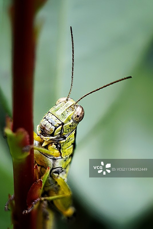 蝗虫、蚱蜢图片素材