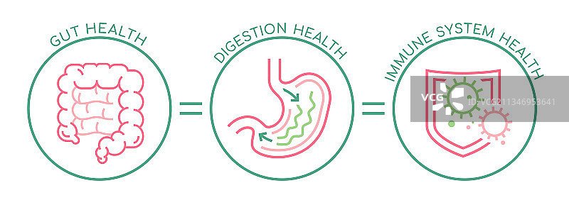 肠道 - 消化 - 免疫系统健康景观图片素材