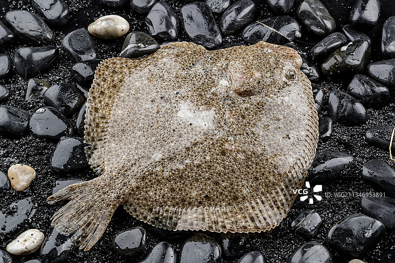 鲜活多宝鱼图片素材