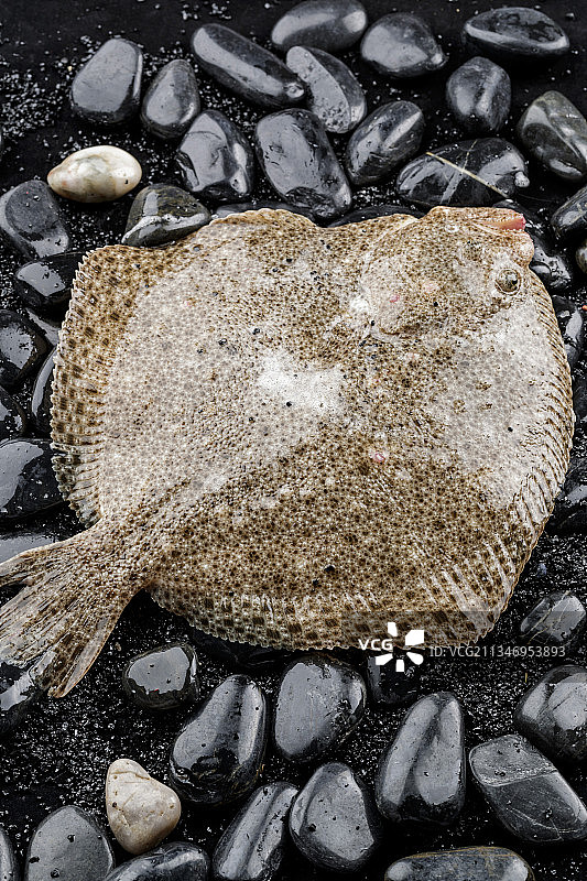 鲜活多宝鱼图片素材