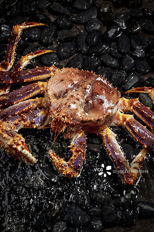 阿拉斯加帝王蟹扒在布满黑色鹅卵石的水中图片素材