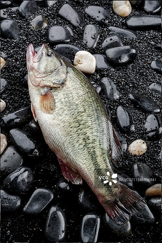 鲜活鲈鱼图片素材