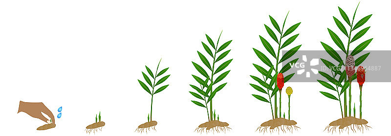 姜花生长周期图片素材