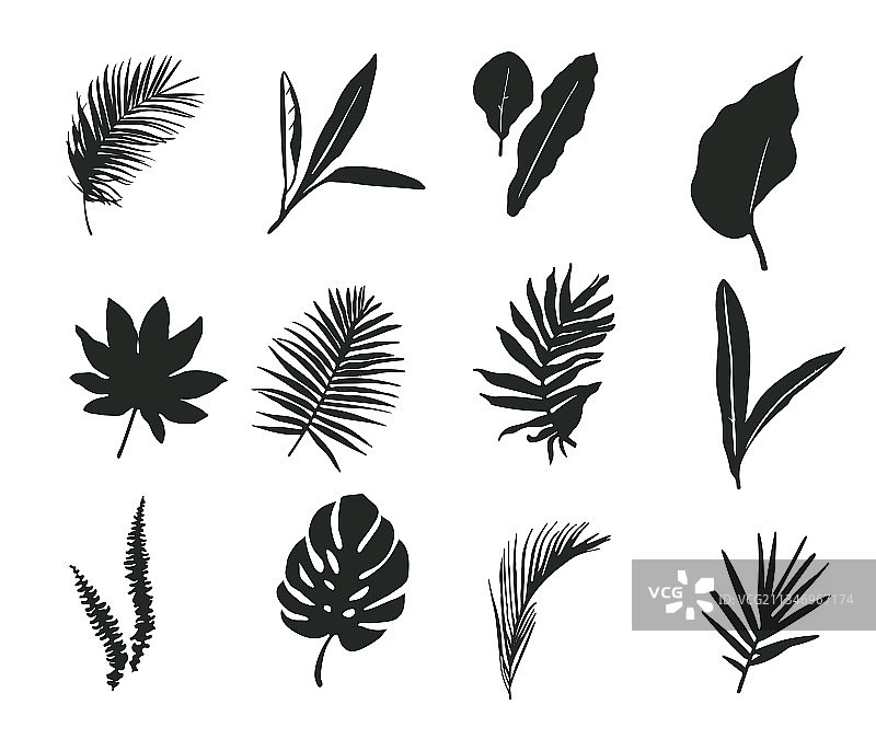 棕榈叶剪影合集图片素材