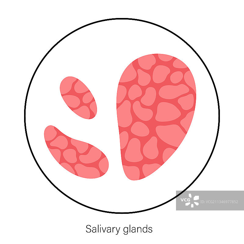 唾液腺概念图片素材