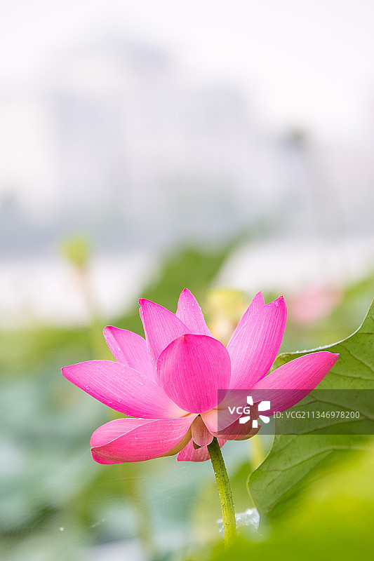 在北京延庆夏都公园拍摄的荷花照片素材图片素材