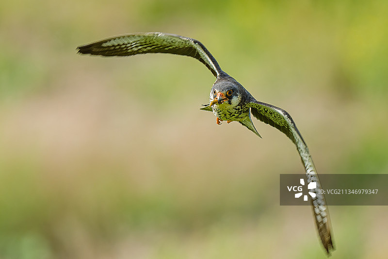 红脚隼捕猎Red-footed Falcon图片素材