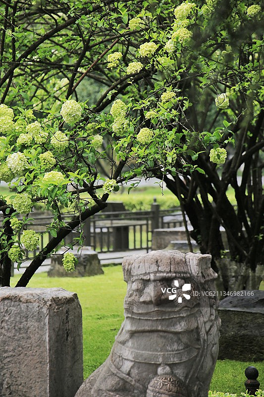 南京午朝门绣球花开美景图片素材
