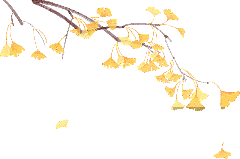 秋天的银杏叶图片素材