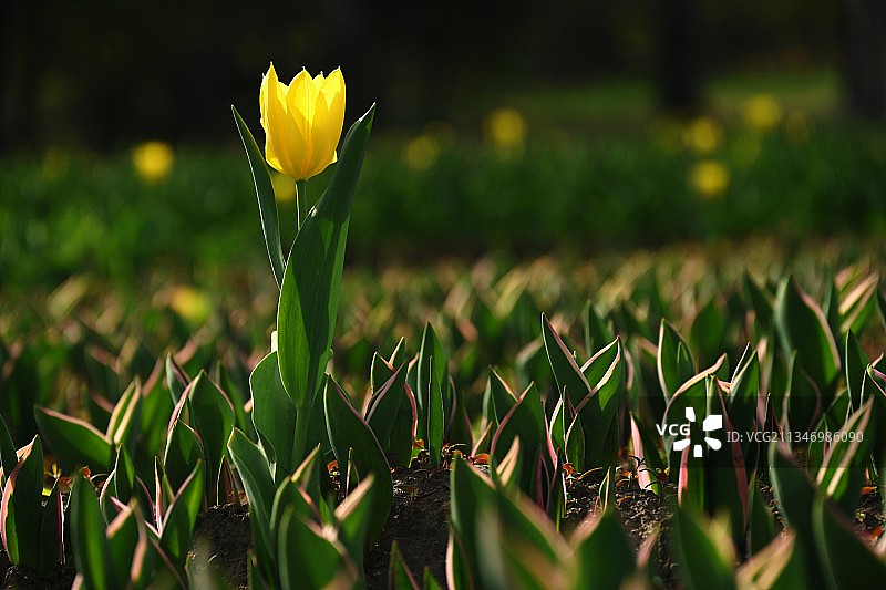 黄郁金香图片素材