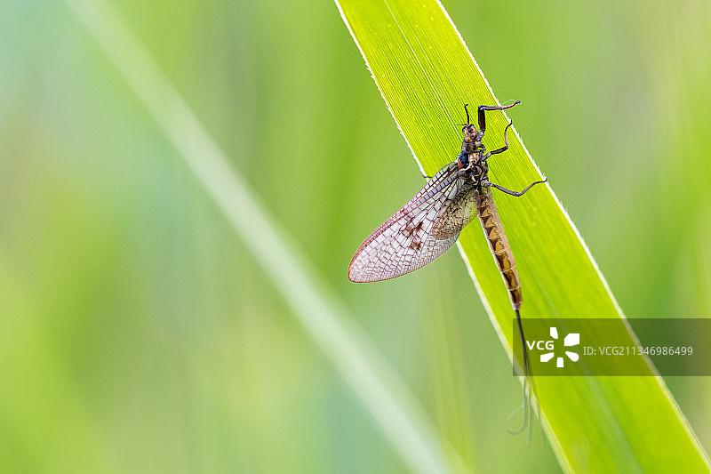 威肯豆娘在树叶上的特写，英国图片素材