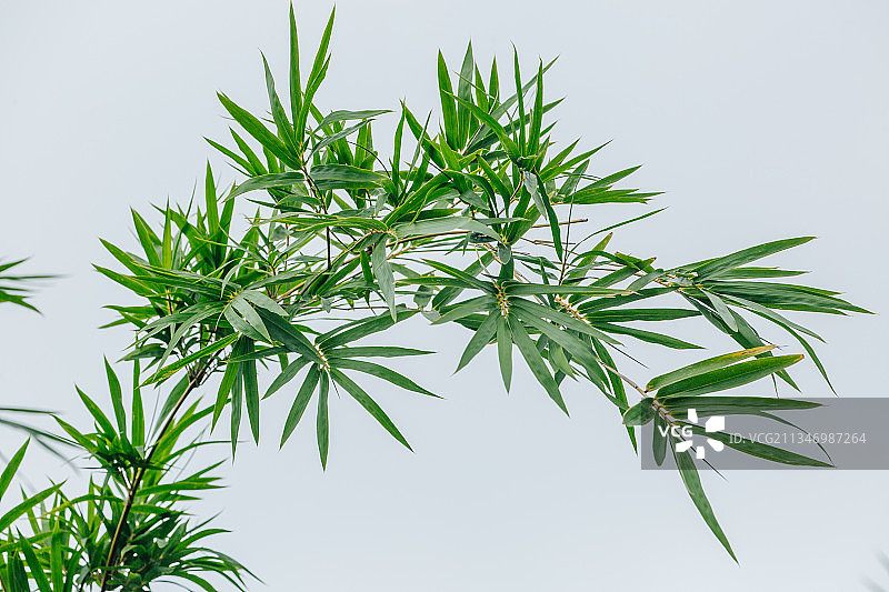 竹子干净背景绿色图片素材