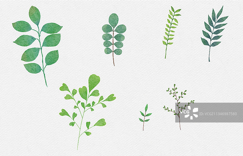 植物叶子图片素材